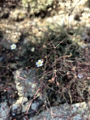 Ivesia santolinoides