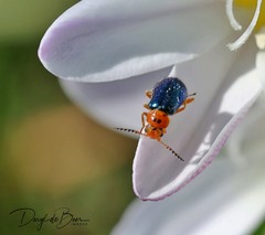 Ascolhedybius hirtus