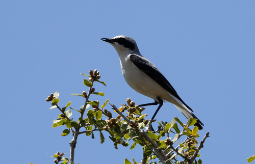 Eastern Black-eared Wheatear