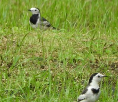 Motacilla alba
