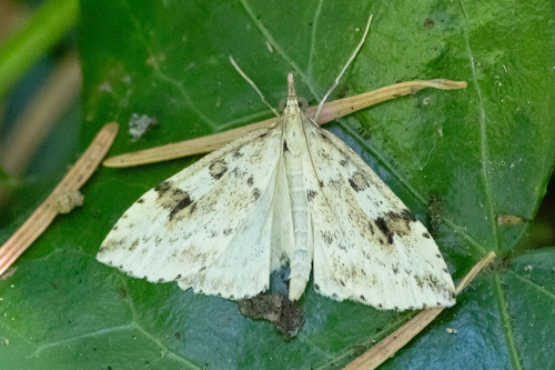 Washington Udea Moth photo 5