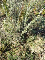 Ozothamnus leptophyllus