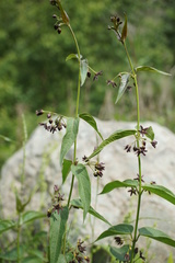 Vincetoxicum funebre