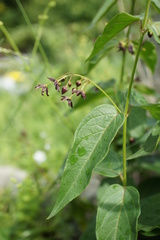 Vincetoxicum funebre