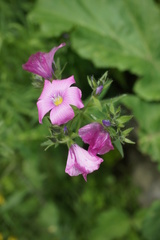 Linaceae