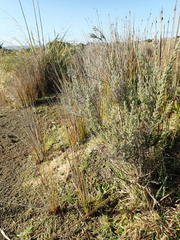 Ozothamnus leptophyllus