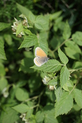 Coenonympha leander
