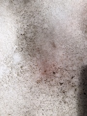 Chlamydomonas nivalis