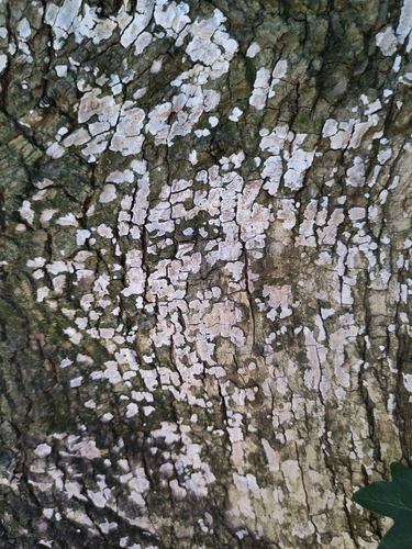 Ahorn-Baumwarzenpilz