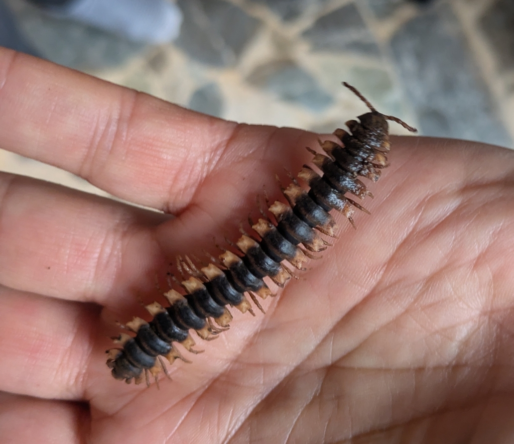 Barydesmus truncatus