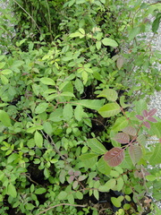 Schinus terebinthifolia