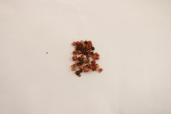 Schinus terebinthifolia