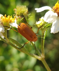 Nemognatha punctulata