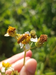 Nemognatha punctulata