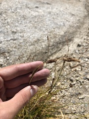 Carex congdonii