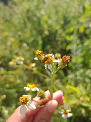 Nemognatha punctulata