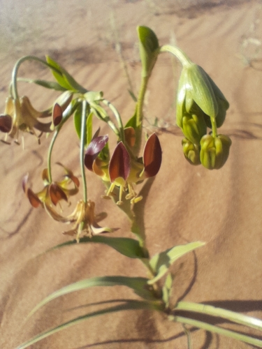 Hexacyrtis dickiana (Hexacyrtis dickiana)
