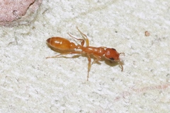 Pseudomyrmex apache