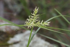 Cyperus pallidicolor