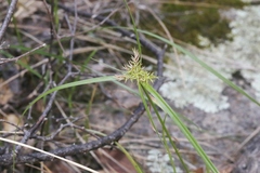 Cyperus pallidicolor