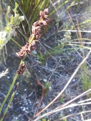 Elegia hookeriana