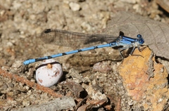 Argia lacrimans