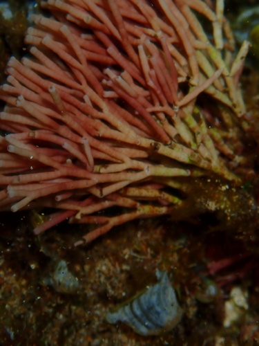 Tricleocarpa observed 2025-06-16