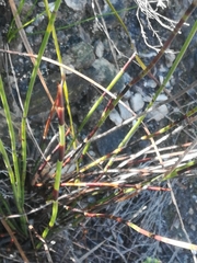 Elegia hookeriana