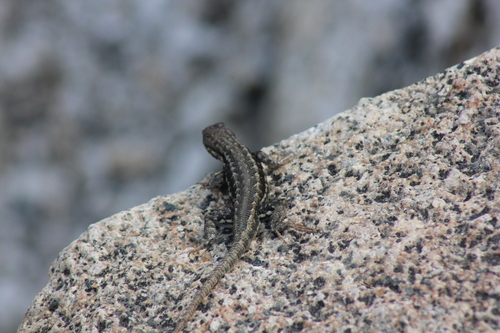 iNaturalist observation photo of Common Sagebrush Lizard