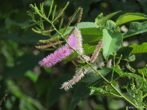 Mimosa invisa observed 2025-06-07
