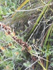 Elegia hookeriana
