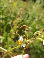 Nemognatha punctulata