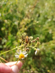Nemognatha punctulata