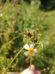 Nemognatha punctulata