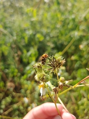 Nemognatha punctulata