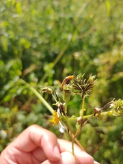 Nemognatha punctulata