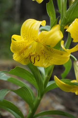 Lilium monadelphum