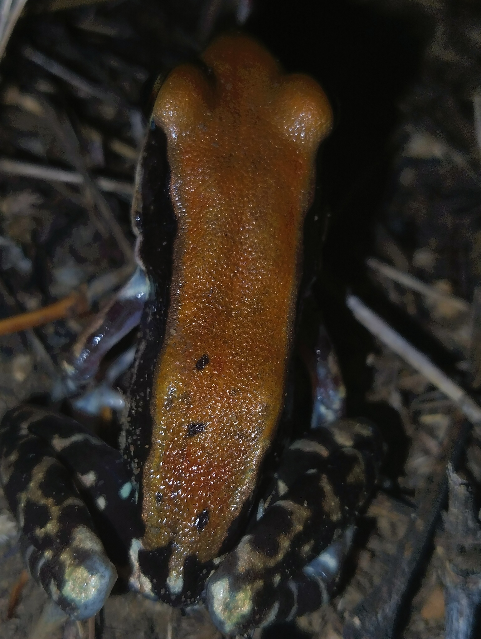 Wide-Range Fungoid Frog