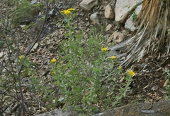 Heterotheca fulcrata