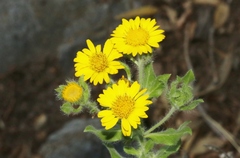 Heterotheca fulcrata