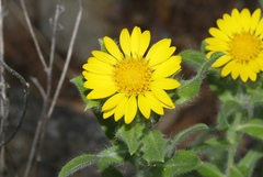 Heterotheca fulcrata