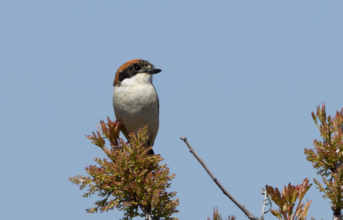 Woodchat Shrike