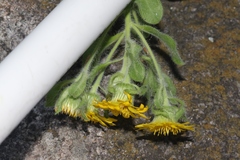 Heterotheca fulcrata