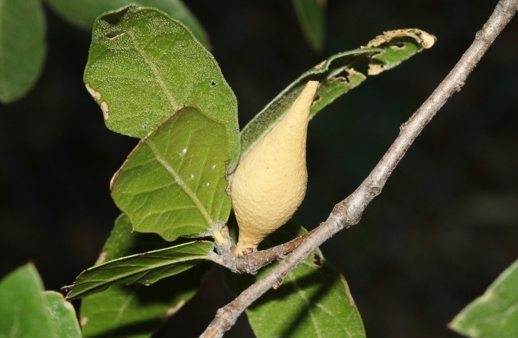 Amphibolips fusus