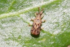 Sumitrosis rosea
