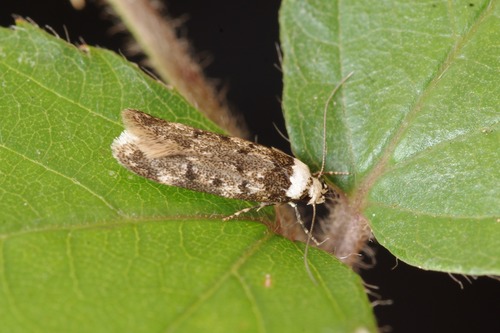 White-shouldered House Moth