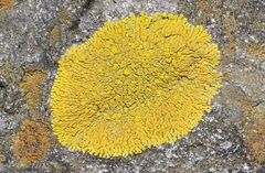 Candelina submexicana