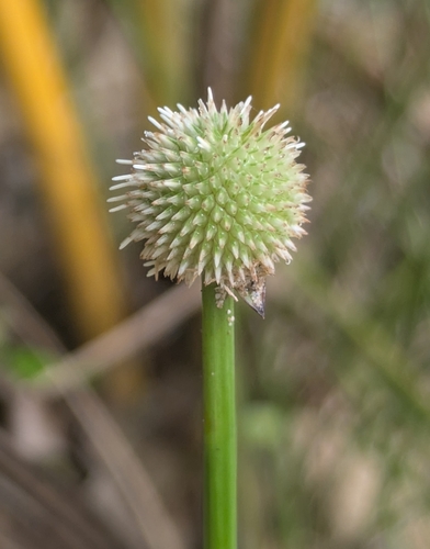 Peruvian spikesedge (Kyllinga tibialis)
