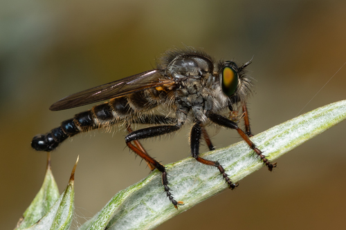 Neoitamus dasymallus