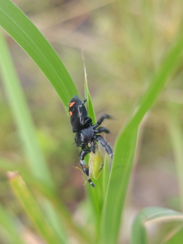 Bold Jumping Spider photographed in Florida